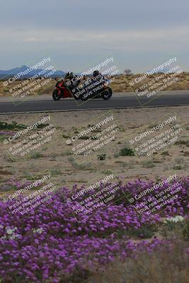 media/Jan-14-2023-SoCal Trackdays (Sat) [[497694156f]]/Turn 14 Exit Bloomig (145pm)/